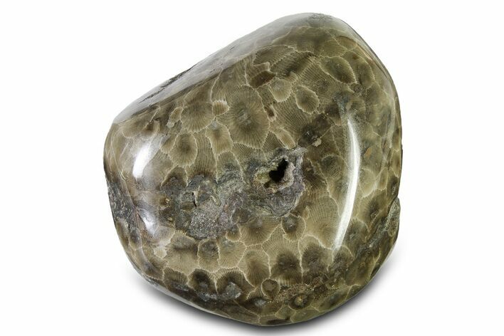 Polished Petoskey Stone (Fossil Coral) - Michigan #322882